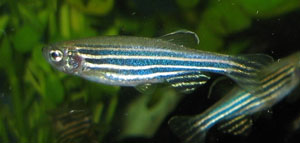 Mice and zebrafish are two common research animals, and were used in these Salvia studies.